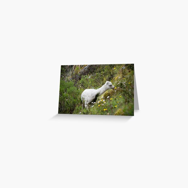 Alpaca smelling Fowers in the Peruvian Andes Greeting Card