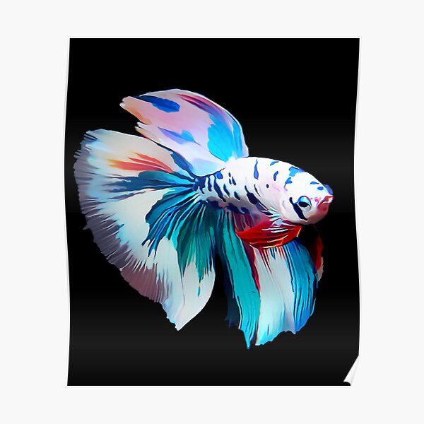 Poster Betta Fish Redbubble