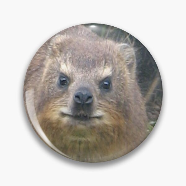 Artikelvorschau, Südafrika
#dassie #hyrax #animal #rockhyrax #tablemountain #southafrica #homedecor #artprints #printsforsale #findyourthing #wildlifephotography #wildlife #naturephotography #photography entworfen und verkauft von worldways.