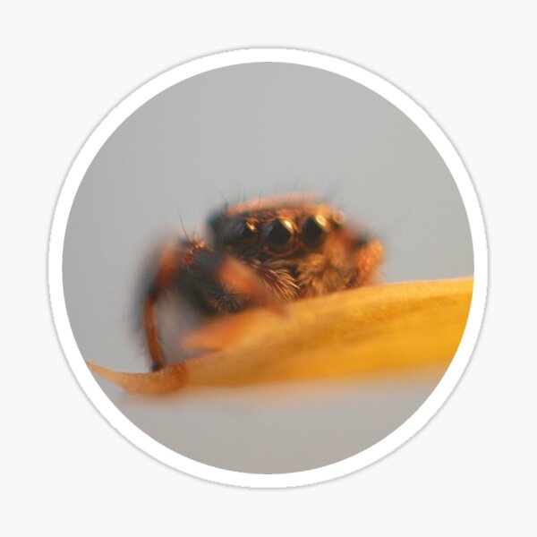Item preview, Jumping spider sling circular  designed and sold by SharpSpiders.