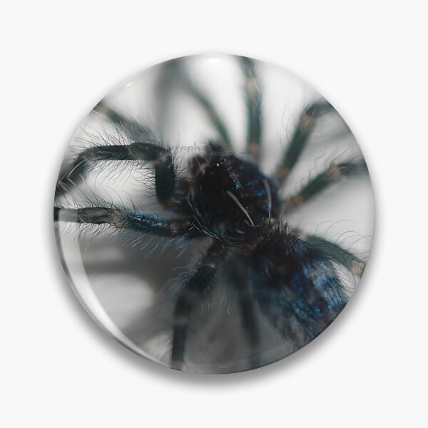 Item preview, Caribena Versicolor blue sling designed and sold by SharpSpiders.