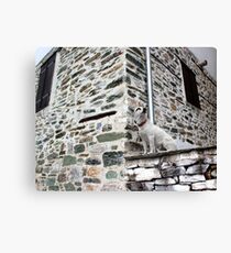 poser dog Canvas Print