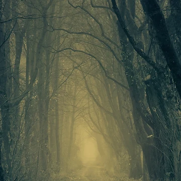 Artwork thumbnail, Dark forest by Basic310