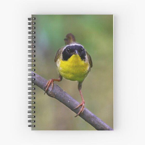Item preview, Common Yellowthroat stare designed and sold by James Cumming.