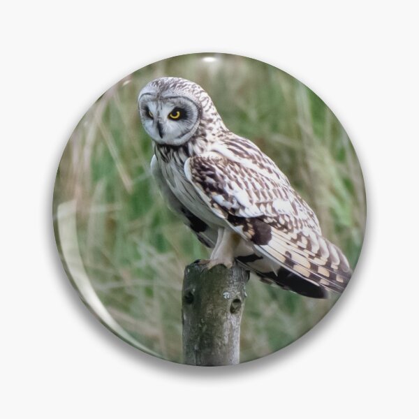 Item preview, short eared owl designed and sold by tammy mellor.