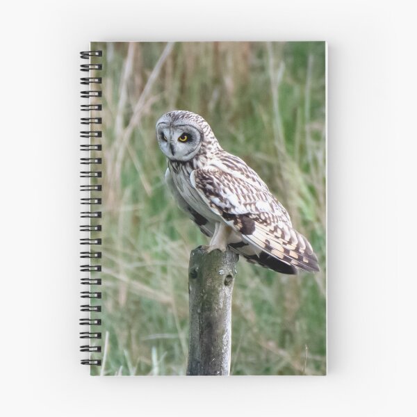 Item preview, short eared owl designed and sold by tammy mellor.