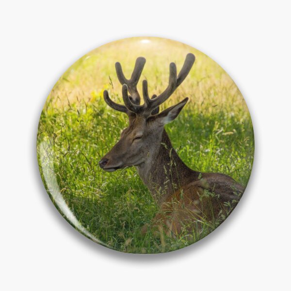 Item preview, #273 Red Deer Having a Lazy Day at Wollaton Hall Deer Park, Nottingham designed and sold by phutball.