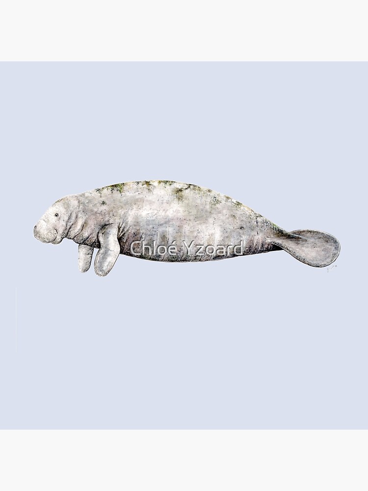 manatee body pillow