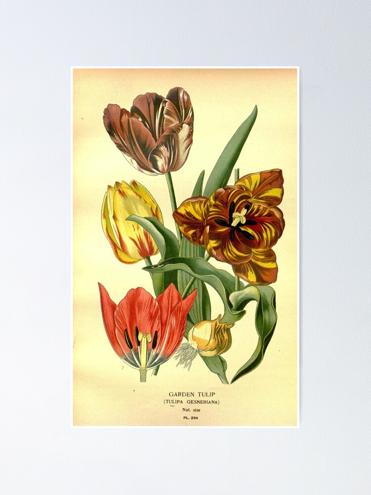 tulips watercolour vintage mask card phone design