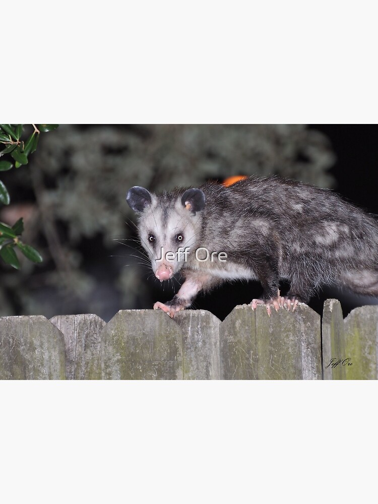 A Passel of Possums, possum love, fun, psychedelic Art Print for