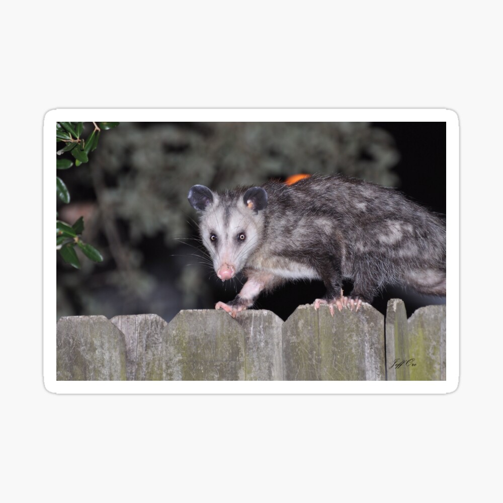 A Passel of Possums, possum love, fun, psychedelic Art Print for