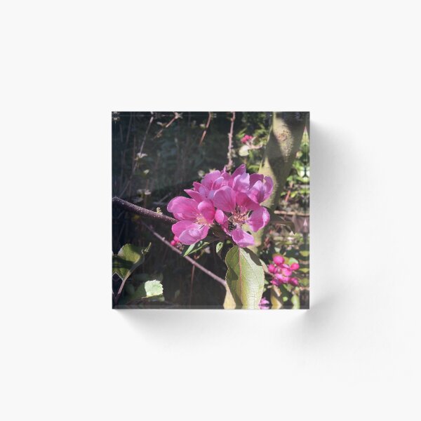 Apple blossom Acrylic Block