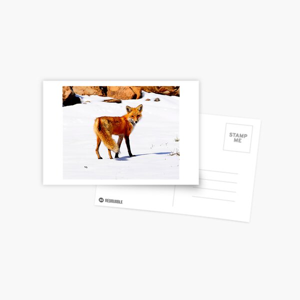 fox in the snow Postcard