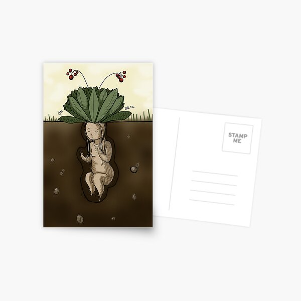 Mandrake Postcard