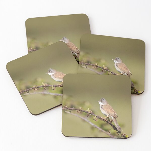 Item preview, Wandering whitethroat designed and sold by miradorpictures.