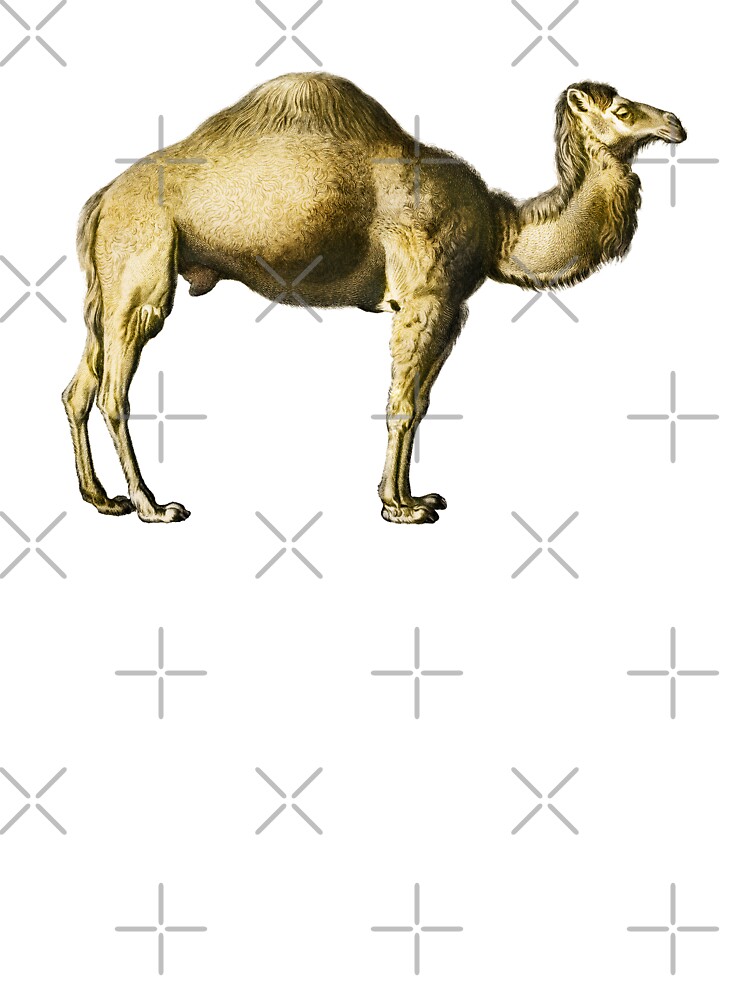 Camel vector drawing. Coloring Page Isolated for Kids. Generative AI  30599843 Stock Photo at Vecteezy