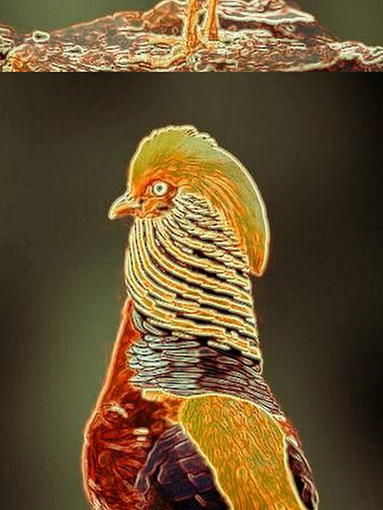 COLORFUL BIRD by michaeltodd