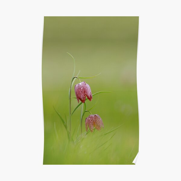 Fabulous fritillaries Poster