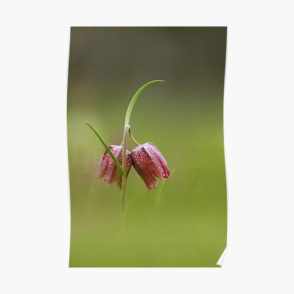 Double fritillary Poster