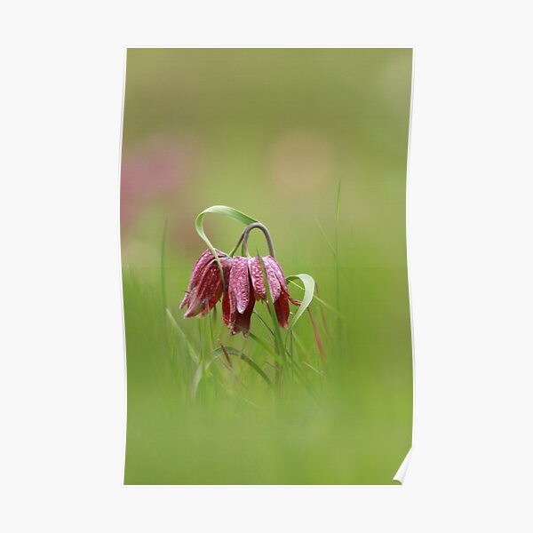 Flowering fritillaries Poster