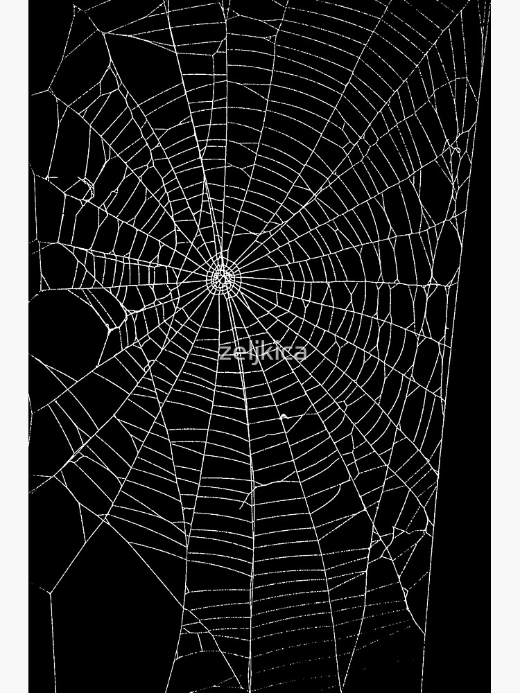Spider Spider Web