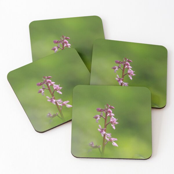 Item preview, Early flowering orchids designed and sold by miradorpictures.