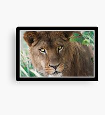 African Lion Canvas Print