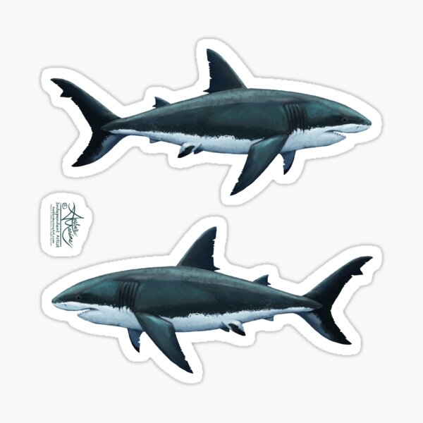 Carcharodon carcharias by Amber Marine, great white shark illustration, art © 2015 Sticker