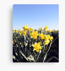 Mt. Vernon Daffodils Canvas Print