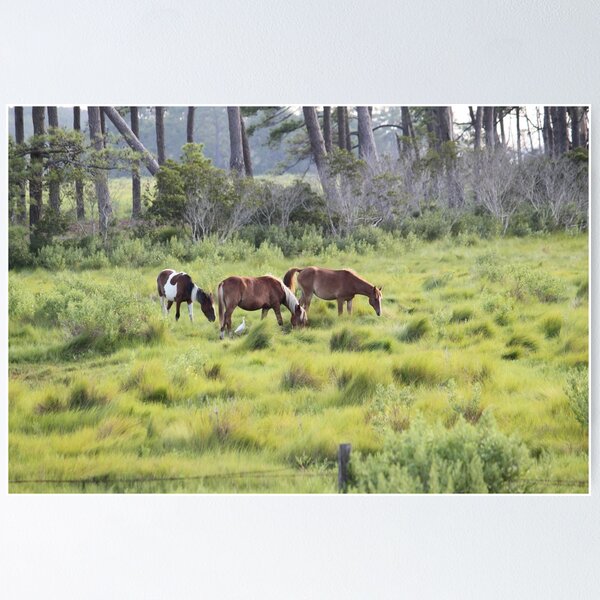 Item preview, Chincoteague Ponies Grazing designed and sold by WhiteCatPhoto.