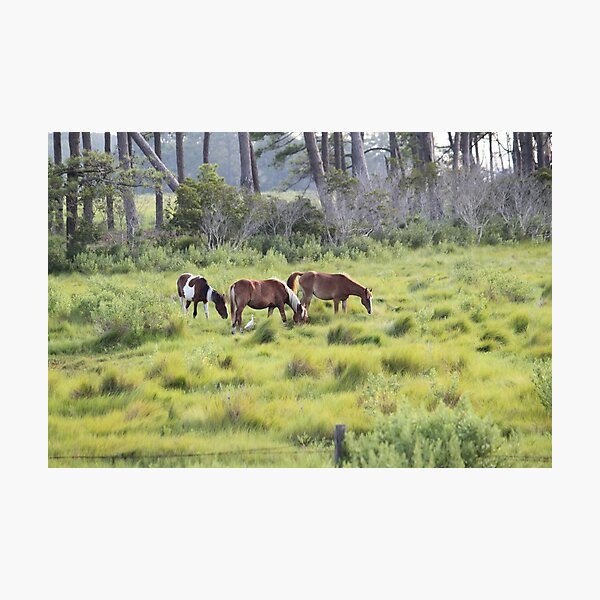 Item preview, Chincoteague Ponies Grazing designed and sold by WhiteCatPhoto.
