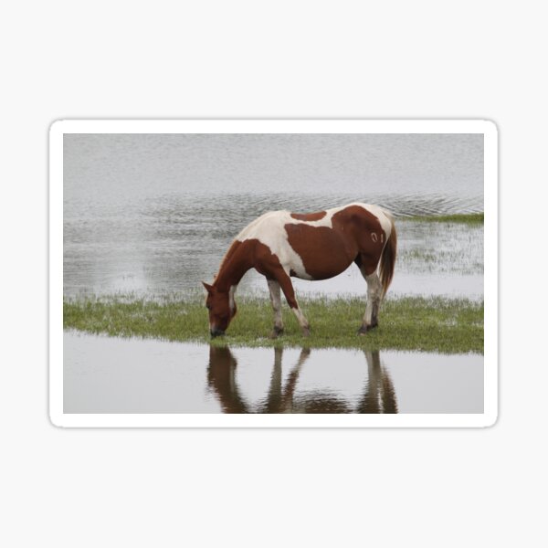 Item preview, Chincoteague Pony grazing in marsh designed and sold by WhiteCatPhoto.