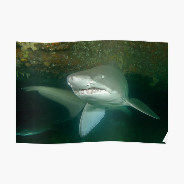 Grey nurse shark - Carcharias taurus Poster