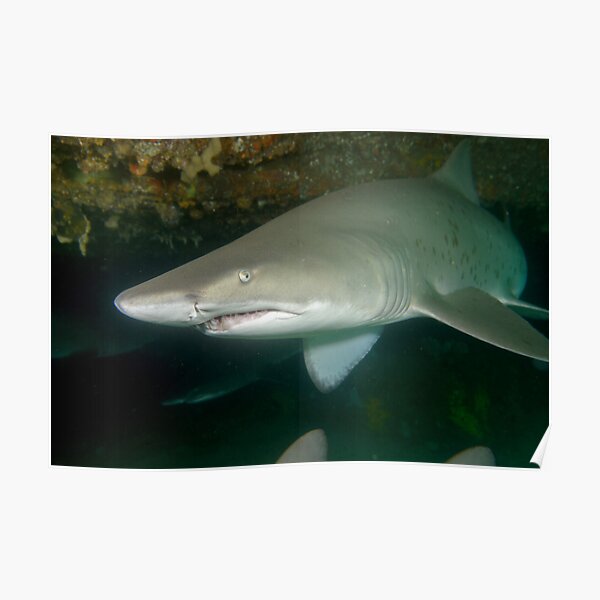 Grey nurse shark - Carcharias taurus Poster