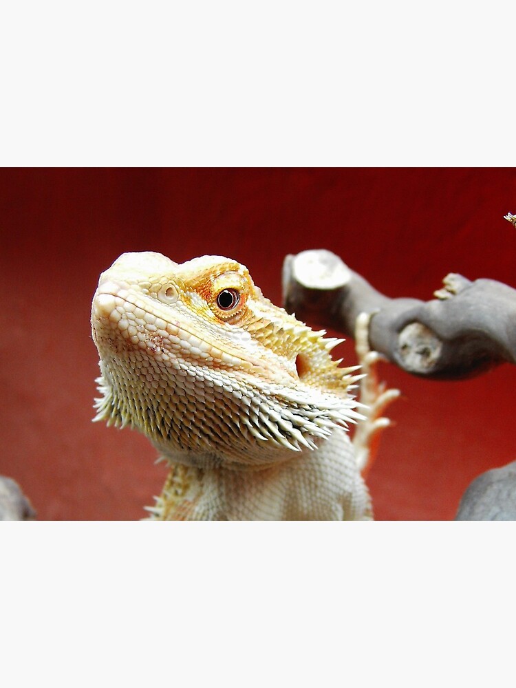 bearded dragon mask