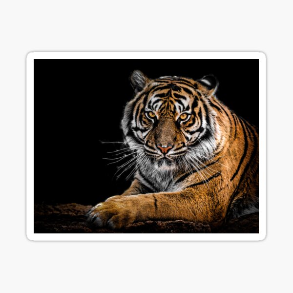 tiger animal Sticker