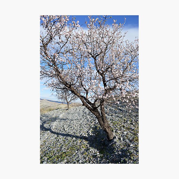 Item preview, Almond Tree in Blossom designed and sold by SpainBuddy.