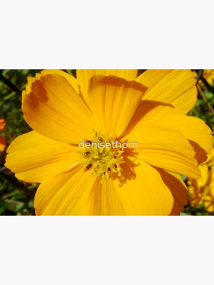 Unrestricted Flower by denisethorn