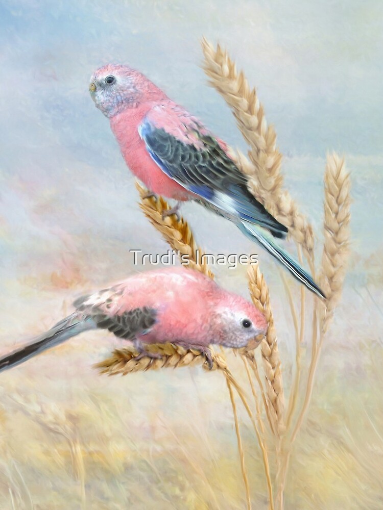 Bourkes Parrot by PicsByT