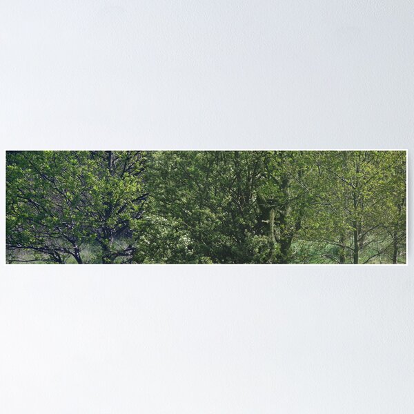Item preview, Panoramic Triple View - Green Trees designed and sold by TheShutterbugsG.