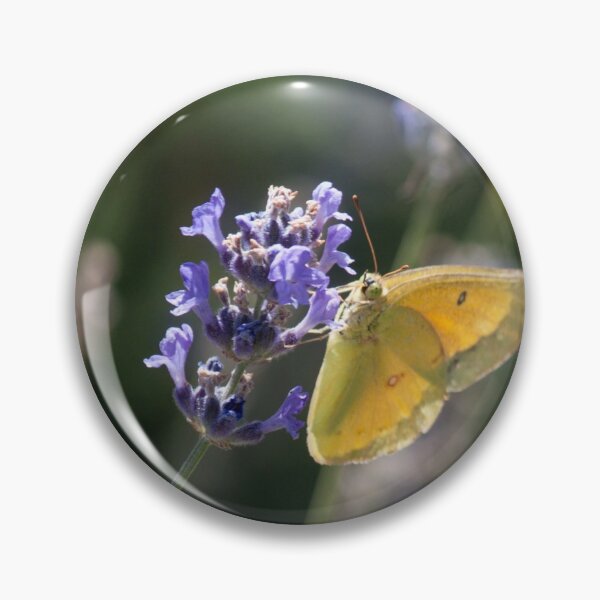 Item preview, Clouded Yellow Butterfly designed and sold by Jacquelie.