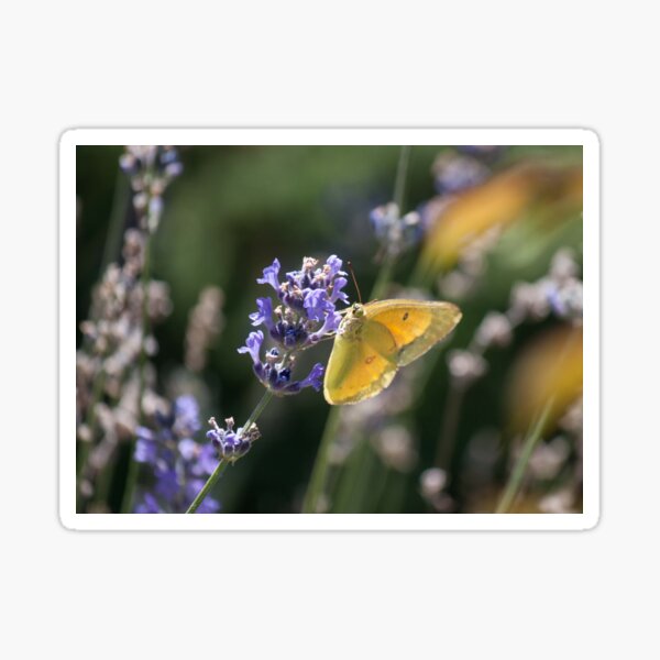 Clouded Yellow Butterfly Sticker