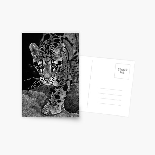 Yim - The Clouded Leopard Postcard
