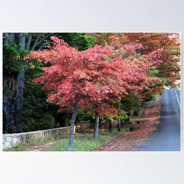 Item preview, Autumn - Wentworth St Blackheath designed and sold by Geoff Smith.
