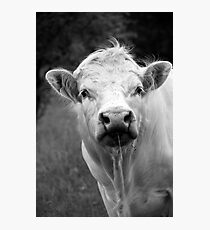 Charolais Bull Photographic Print
