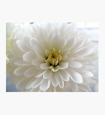 White Dahlia Photographic Print