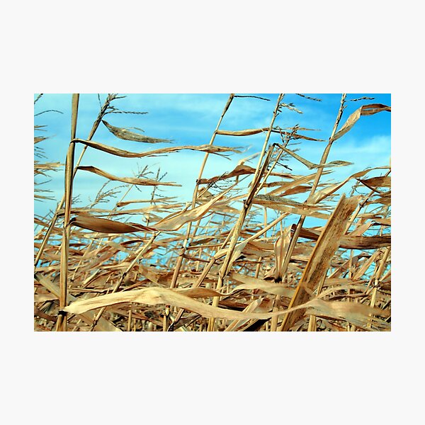 Item preview, Bountiful Crop Of Corn designed and sold by Tickleart.