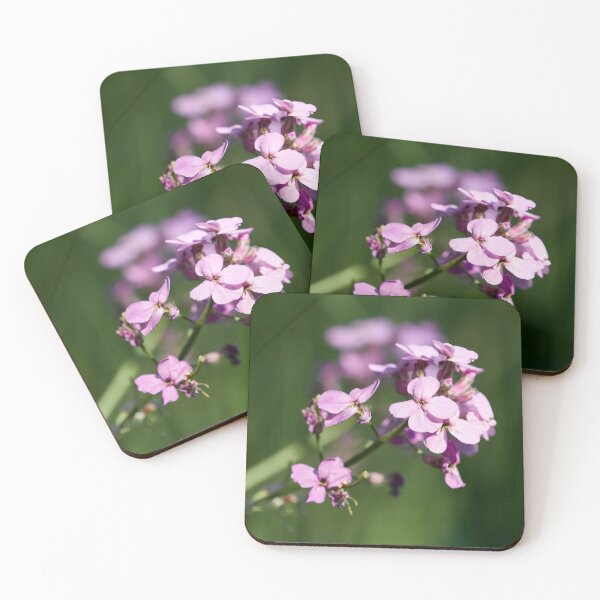 Item preview, Dame's gilliflower 3 designed and sold by Jouko Lehto Photography.