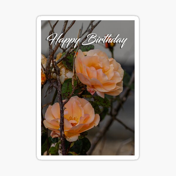 Two peach roses greeting card Sticker