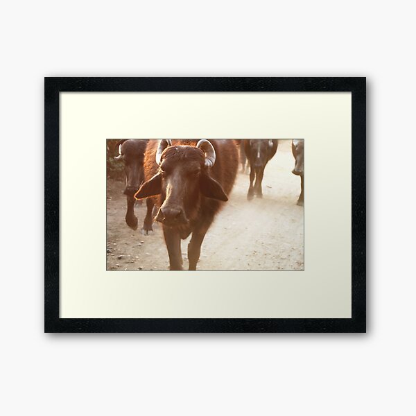 Sunset walk Framed Art Print
